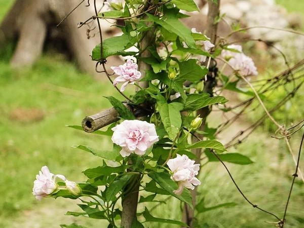 Калистегия плющелистная Flore Pleno