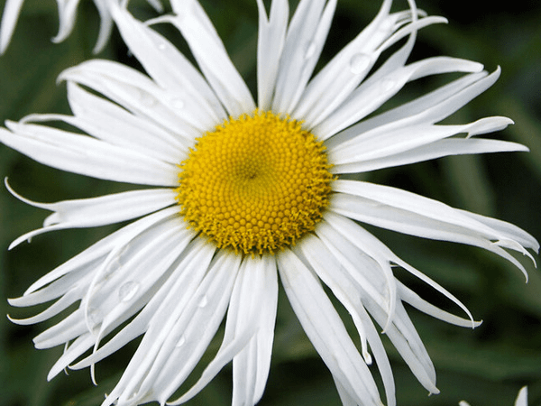 Нивяник гибридный Sweet Daisy Cher