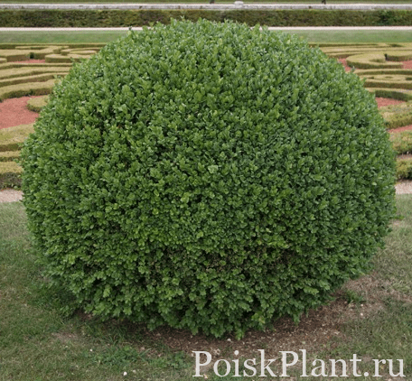 Самшит вечнозеленый Rotundifolia