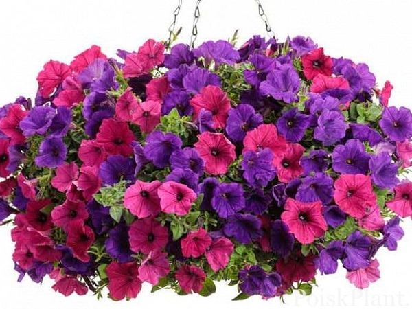 Петуния гибридная Supertunia Royal Magenta