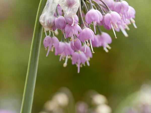 Лук наклоненный Hidcote