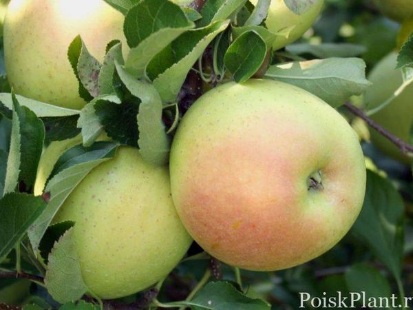 Яблоня домашняя Кальвиль снежный