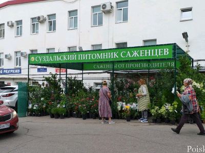 Суздальский Питомник Саженцев
