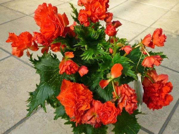 Бегония клубневая Renaissance Flora