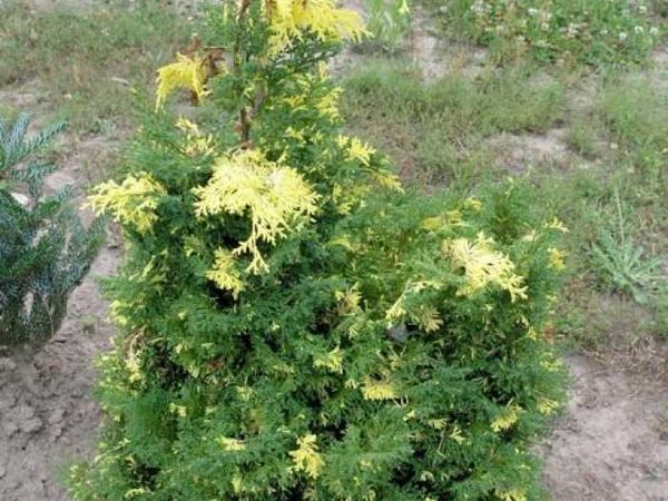 Кипарисовик тупой Саффрон Спрэй
