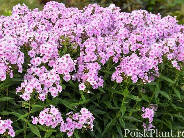 Флокс метельчатый Opalescence
