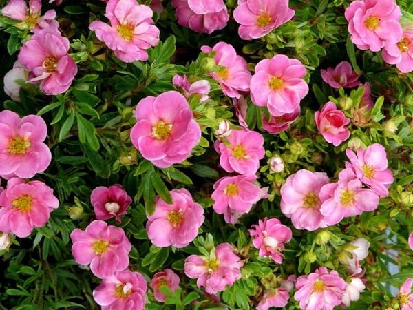 Лапчатка кустарниковая Pink Paradise Kupinpa