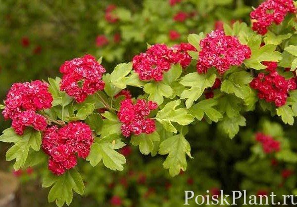 Боярышник колючий Paul's Scarlet