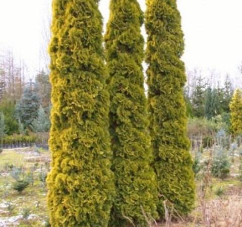 Туя западная Malonyana Aurea