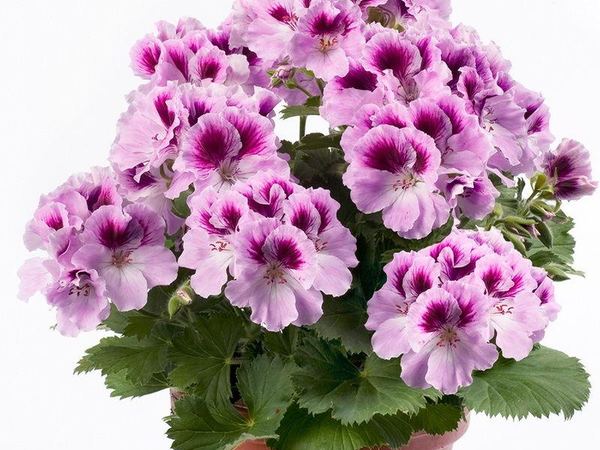 Пеларгония крупноцветковая Aristo Orchid