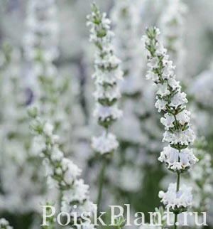 Лаванда узколистная Edelweiss