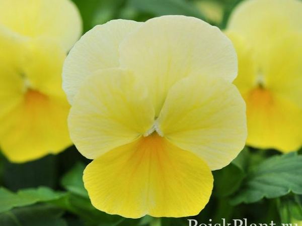 Виола виттрока Sorbet Lemon Chiffon