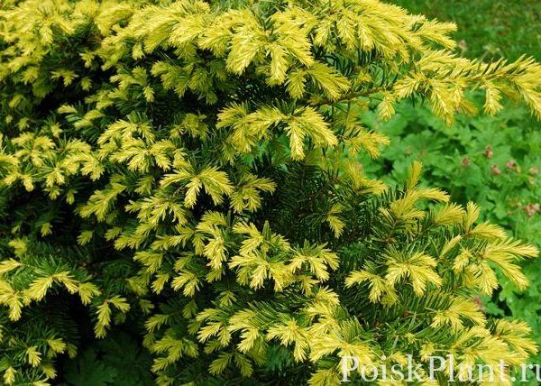Тис ягодный Repandens Aurea