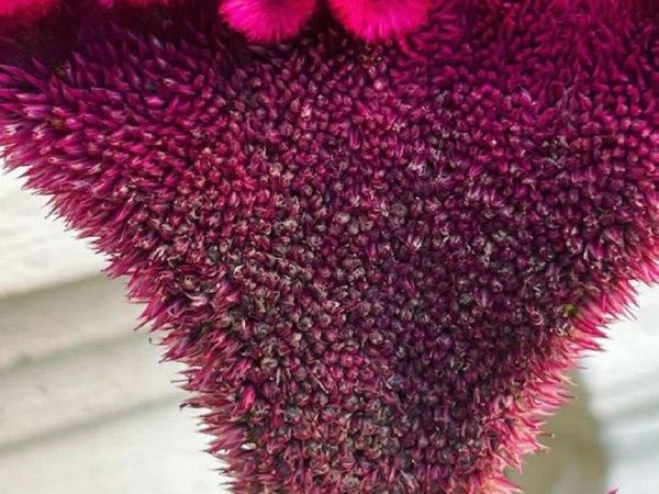 Целозия серебристая cristata Imperialis