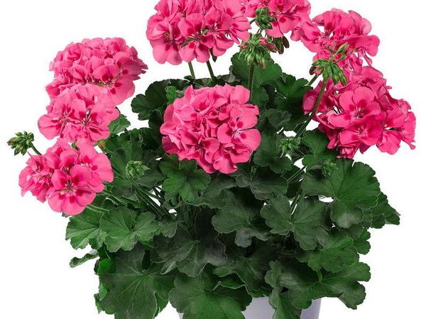 Пеларгония межвидовая TWOinONE Pink Splash