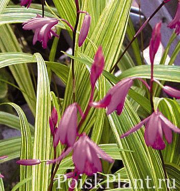 Блетилла садовая Porpora Variegata