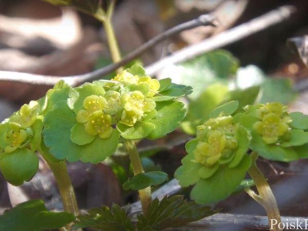 Селезеночник очереднолистный L. subsp. sibiricum
