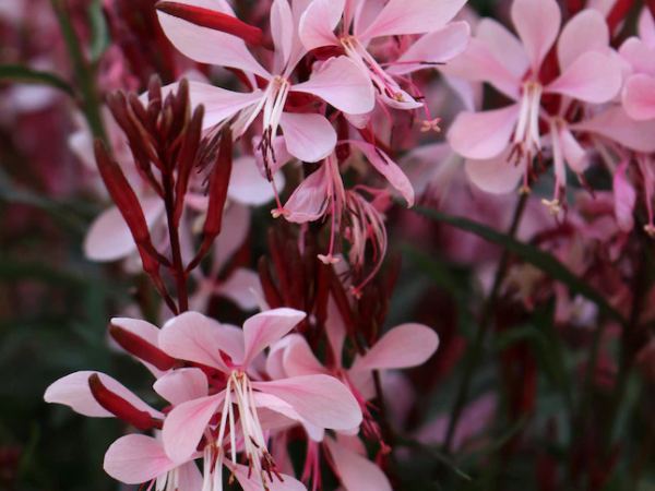 Гаура линдхеймера Graceful Pink