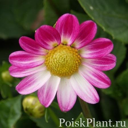 Георгина изменчивая Freya'S Sweetheart