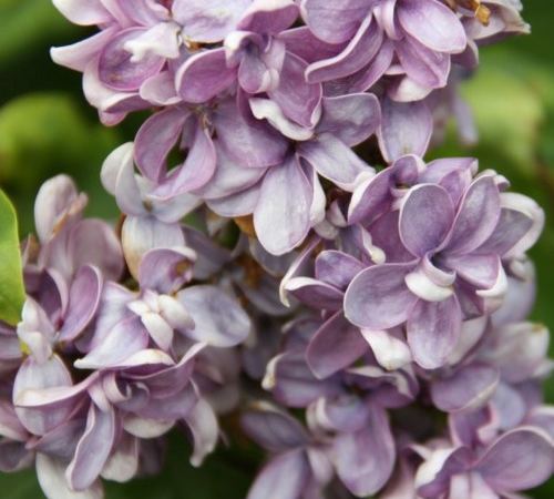 Сирень обыкновенная Dobeles Sapnotajs