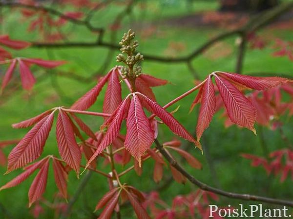 Каштан незамеченный Erythroblastos
