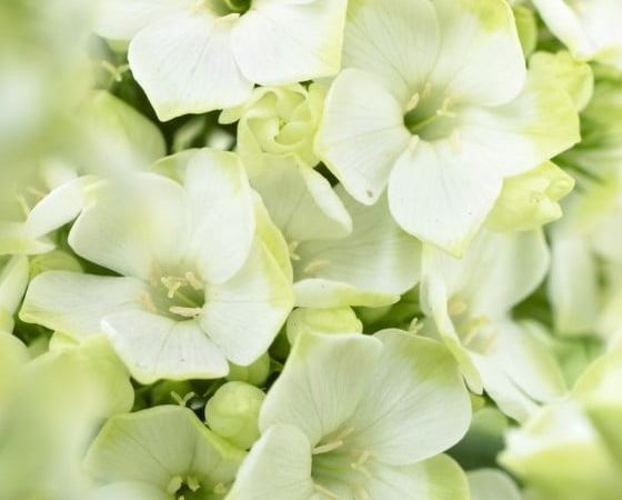 Флокс метельчатый Jade
