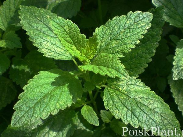Мята перечная Peppermint