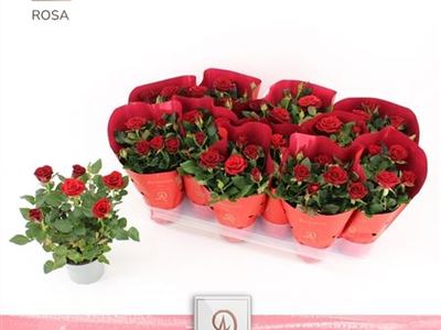Роза гибридная Ред Металлис