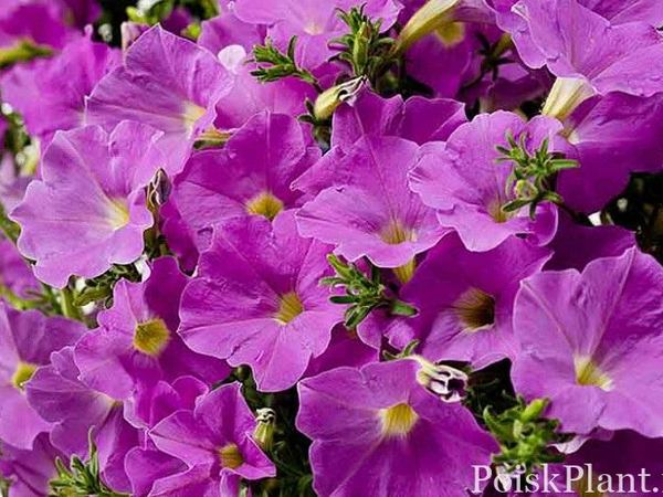 Петуния гибридная Supertunia Lavandula Skies