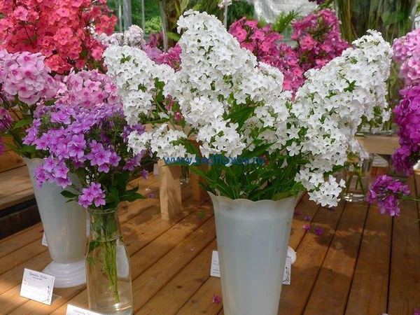 Флокс метельчатый Лебединое озеро