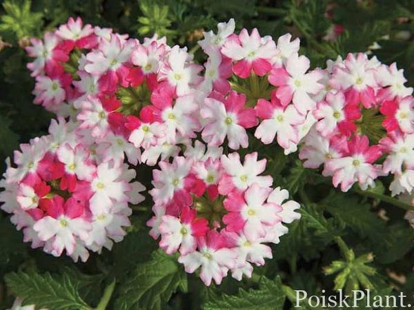 Вербена гибридная Lanai Twister Pink