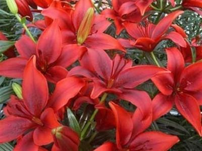 Лилия азиатская Фантасиатис Ред