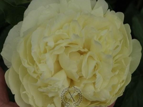 Пион травянистый Majestic Yellow