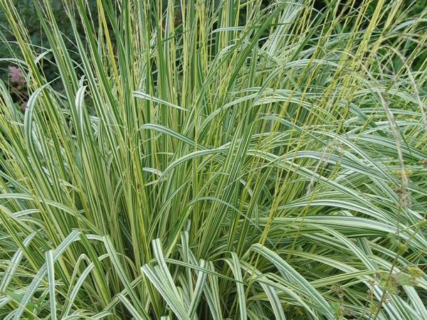 Молиния голубая Variegata