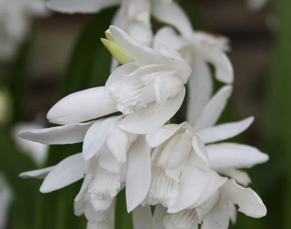Блетилла садовая White Pearl