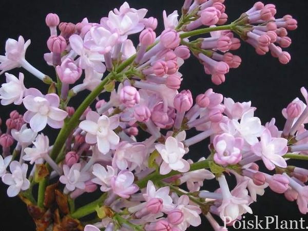 Сирень гиацинтовая Anabel