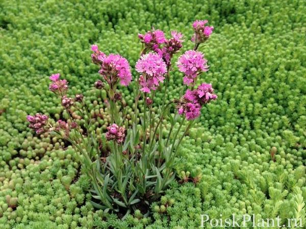 Лихнис альпийский Rosea