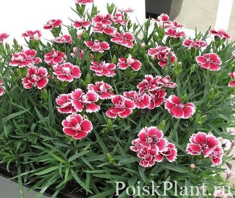 Гвоздика альвуди Dinamic Red and White