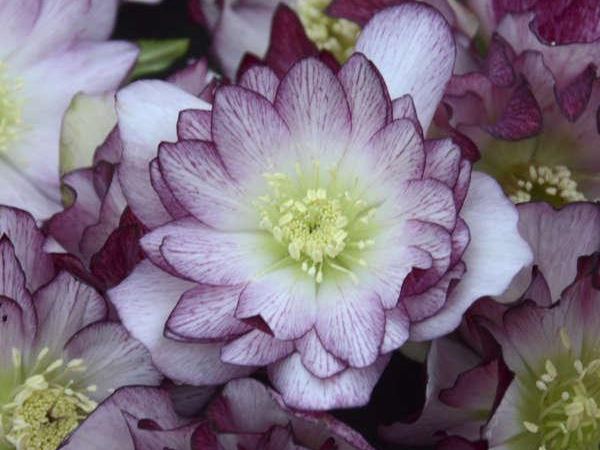 Морозник гибридный Blushing Bridesmaid