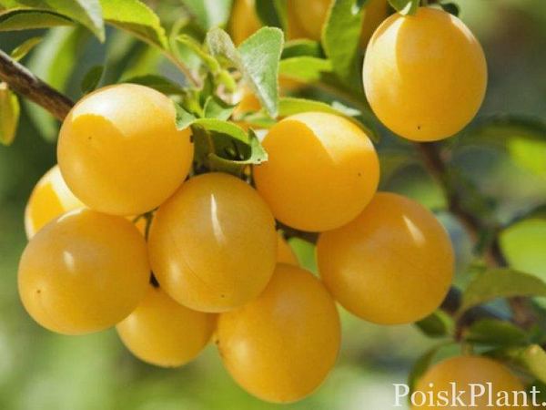 Слива обыкновенная Мирабелле