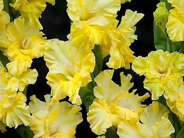 Гладиолус гибридный Lemon Tree