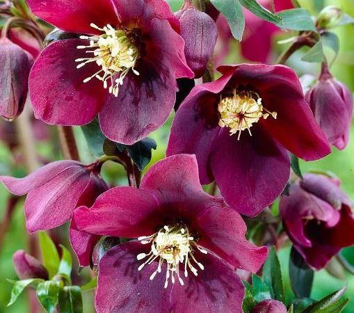 Морозник восточный Red Hybrids