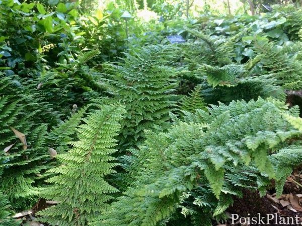 Многорядник щетинконосный Plumosum