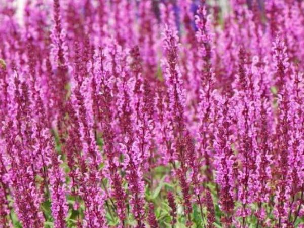 Сальвия дубравный Pink Field