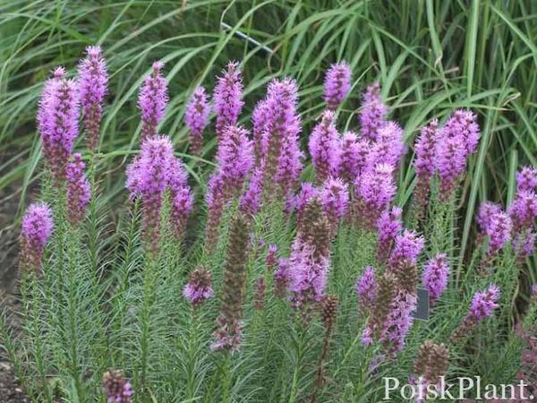 Лиатрис колосковый Floristan Violet