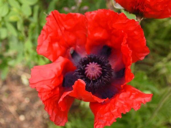 Мак восточный Beauty of Livermere