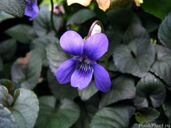 Виола лабрадорская Purpurea