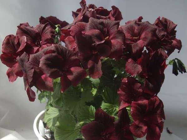 Пеларгония крупноцветковая Aristo Black Velvet
