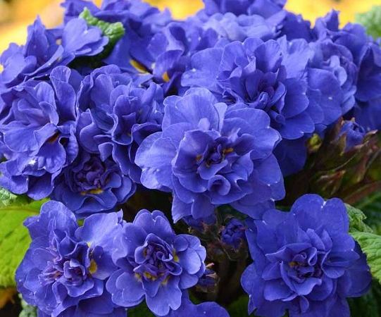 Примула гибридная Belarina Cobalt Blue