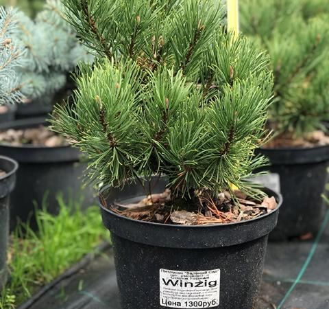 Сосна горная Winzig